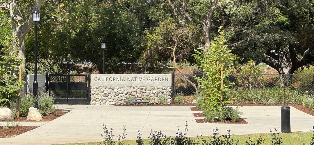California Native Garden flowers and plants