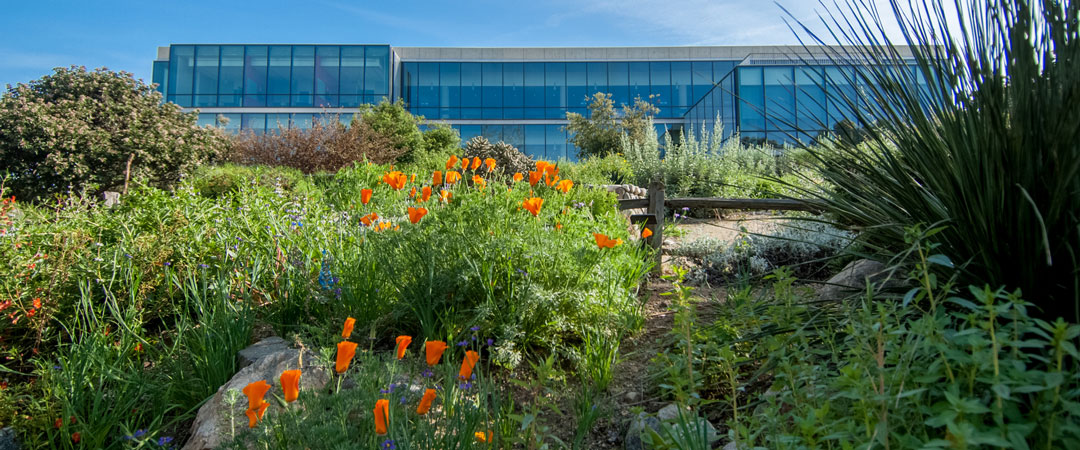 Native Garden with LRC in the background