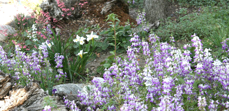 Flowers from the native garden