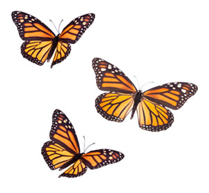 Monarch Butterflies DACA