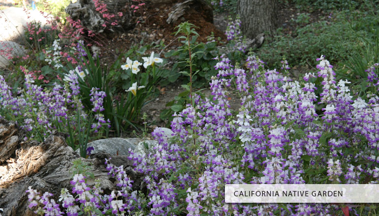California Native Garden flowers and plants