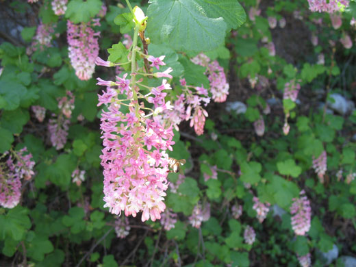 Pink Flowering Currant-Ribes sanguineum var glutinosum Claremont