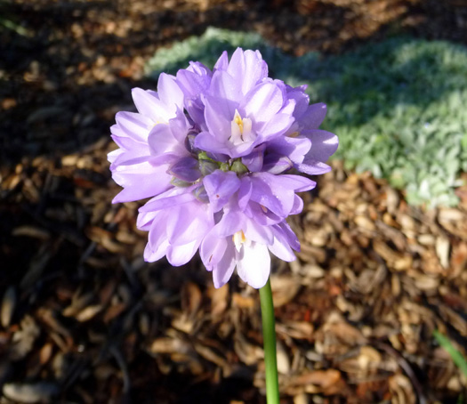 Blue Dicks (School bells, Wild Hyacinth) Dichelostemma capitatum (D. pulchellum)