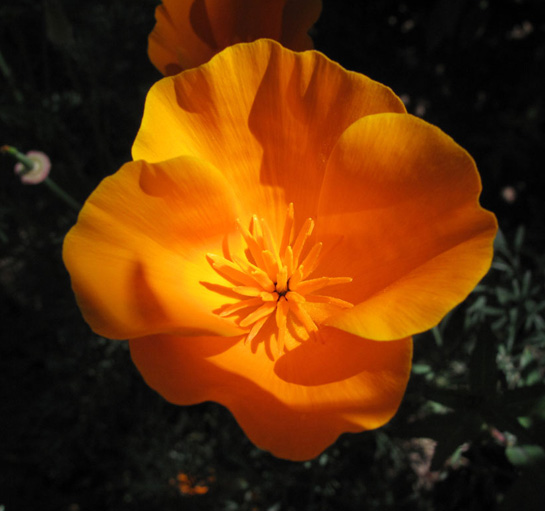 Eschscholzia californica-California Poppy