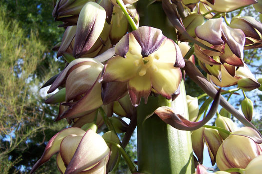 Our Lord's Candle or Foothill Yucca Hesperoyucca whipplei (Yucca whipplei)