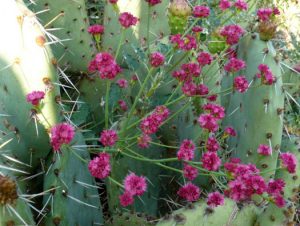 Eriogonum grande var. rubescens-Red (or Scarlet) Buckwheat in a cactus