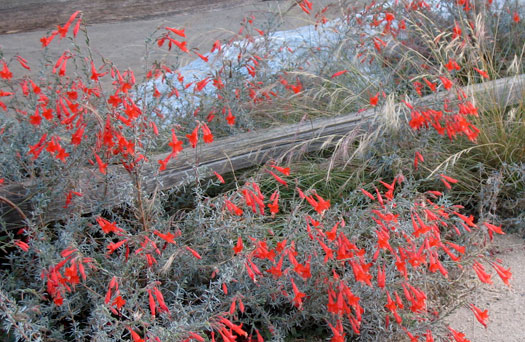 Epilobium (Zauschneria) californicum 'Catalina'-California Fuchsia selection