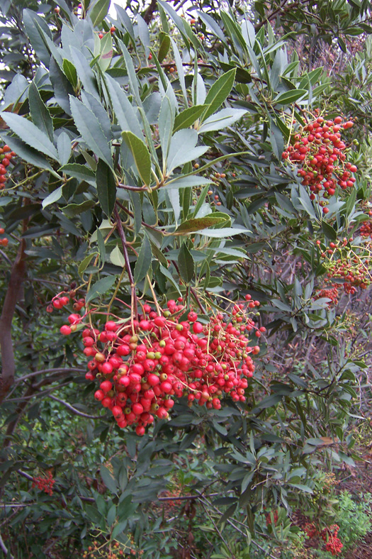 Heteromeles arbutifolia-Toyon, Christmas berry
